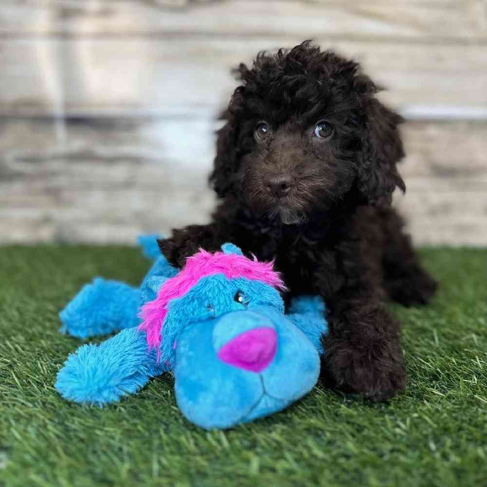 Male Mini NewfyPoo Puppy for Sale in Saugus, MA