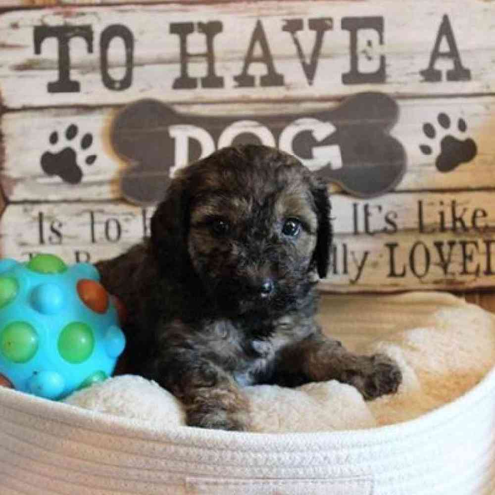 Male Mini Goldendoodle Puppy for sale