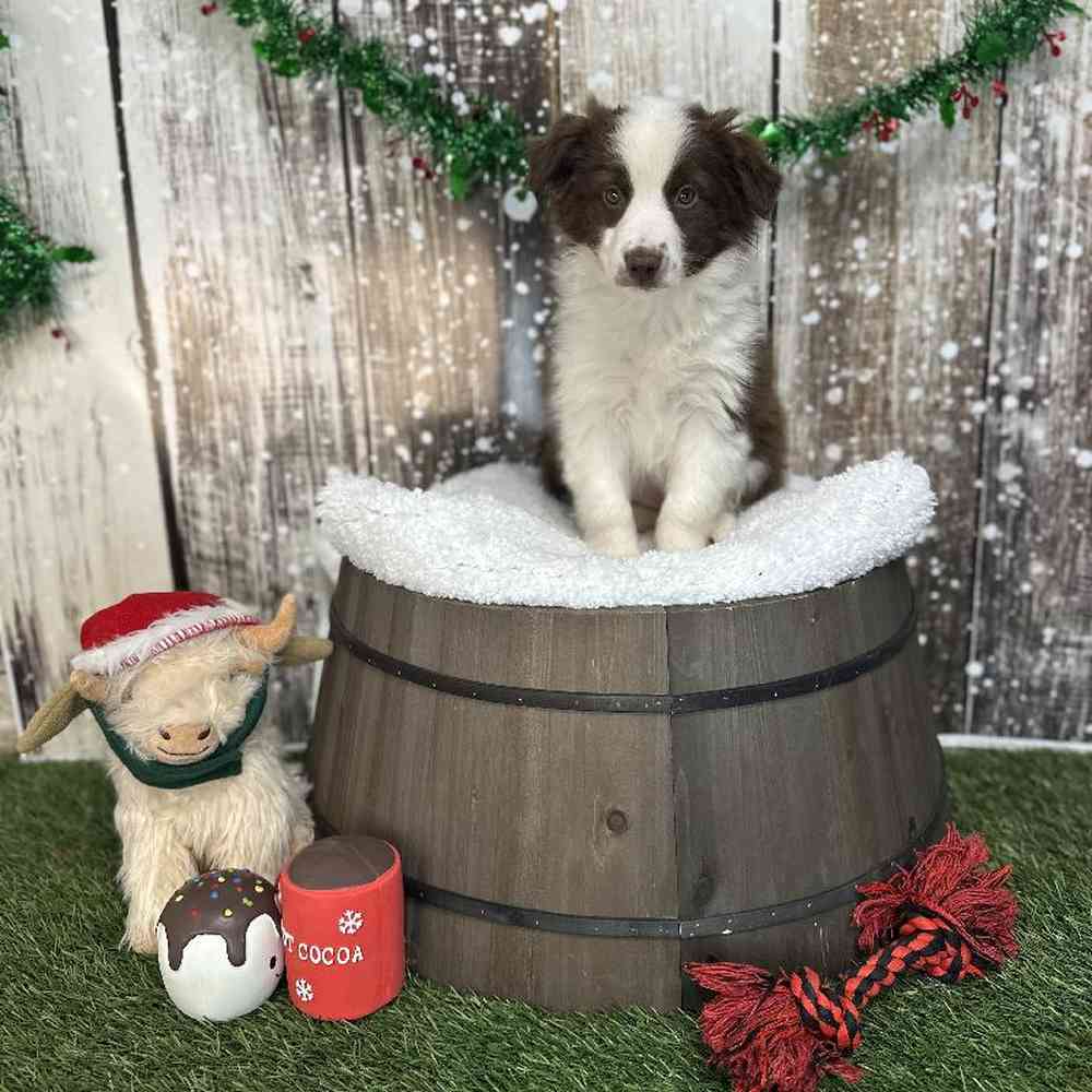 Female Miniature Australian Shepherd Puppy for Sale in Saugus, MA