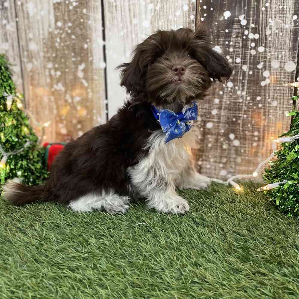 Male Havanese Puppy for Sale in Braintree, MA