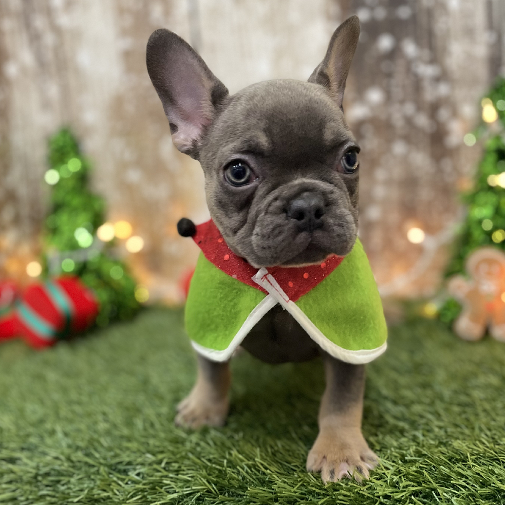Female French Bulldog Puppy for Sale in Braintree, MA