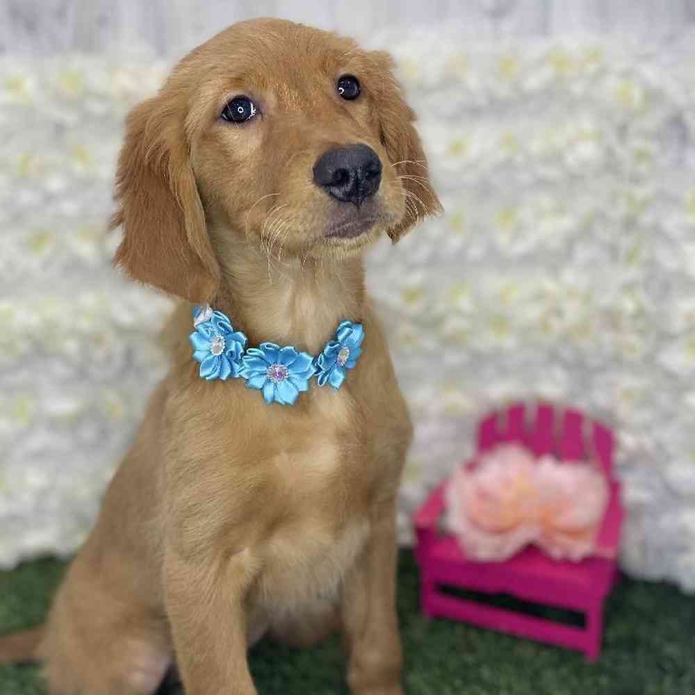 Female Golden Retriever Puppy for Sale in Braintree, MA