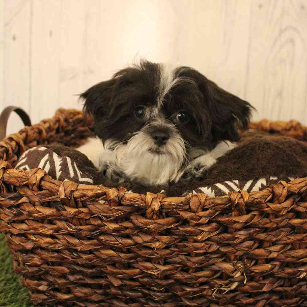 Female Shih-Poo Puppy for Sale in Saugus, MA