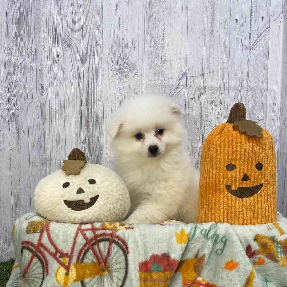 Female American Eskimo Puppy for Sale in Saugus, MA