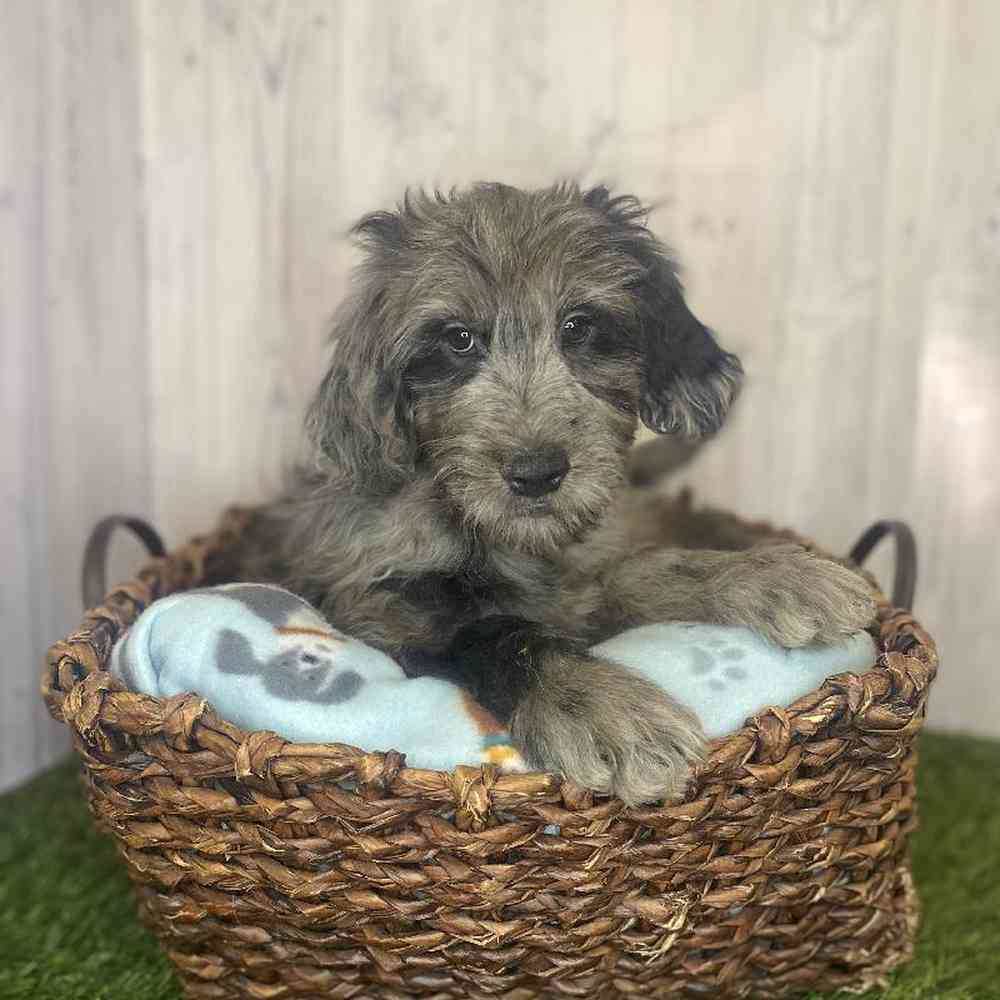 Male Moyen Goldendoodle Puppy for Sale in Saugus, MA