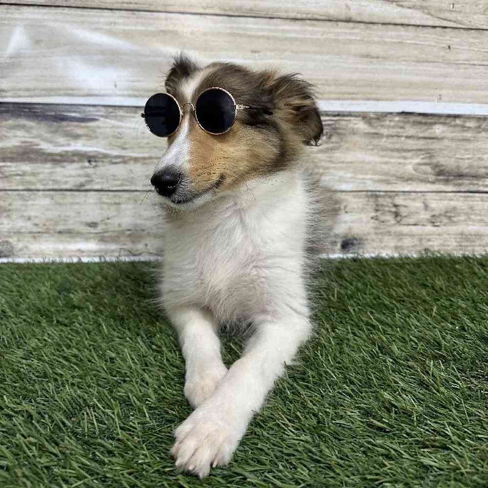 Male Shetland Sheepdog Puppy for Sale in Saugus, MA