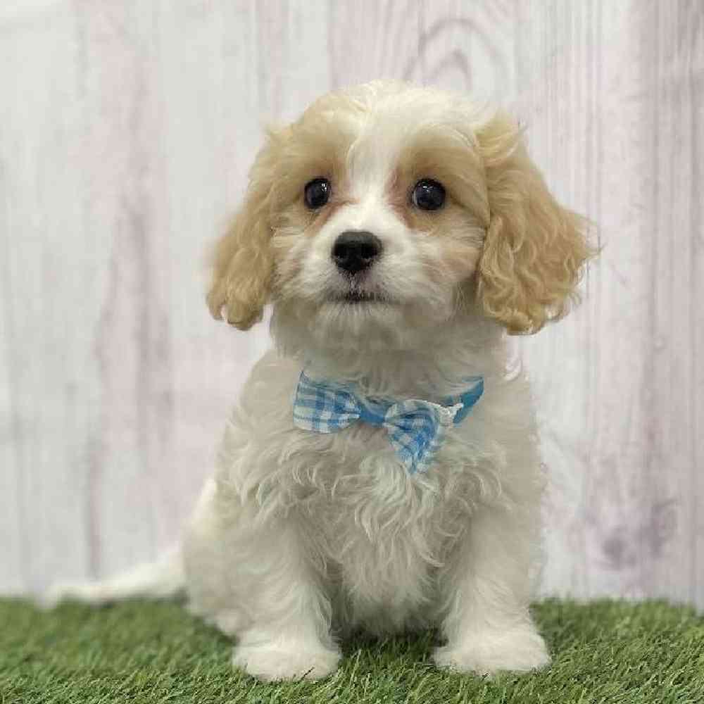Male Cavachon Puppy for Sale in Braintree, MA