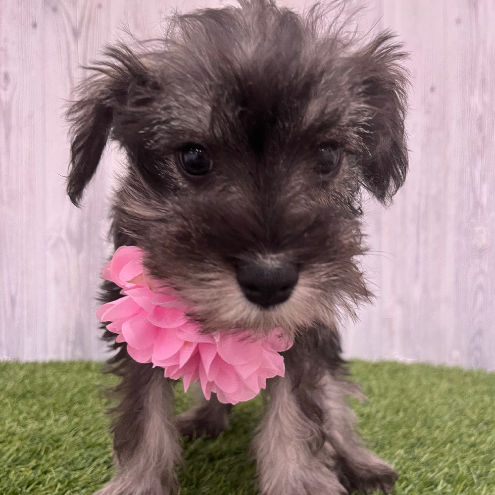Female Miniature Schnauzer Puppy for Sale in Braintree, MA