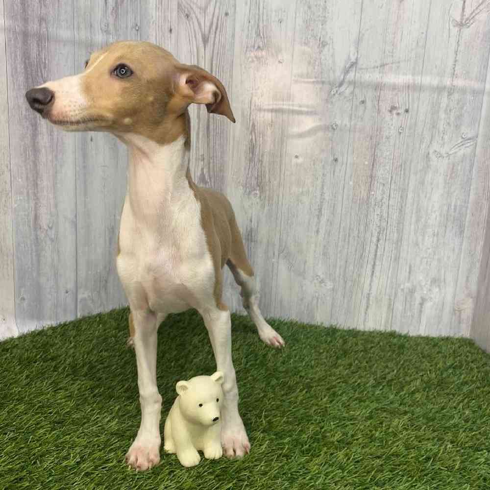Male Italian Greyhound Puppy for Sale in Saugus, MA