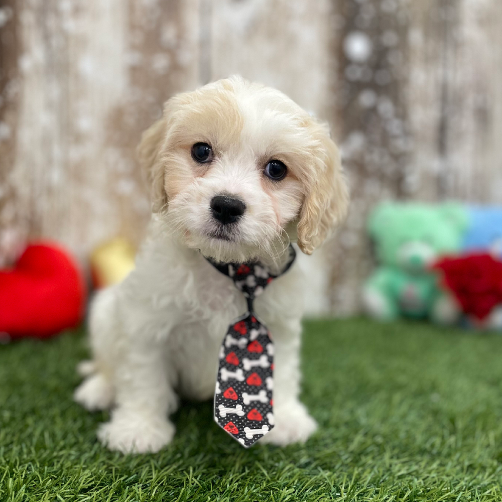 Male Cavachon Puppy for Sale in Braintree, MA