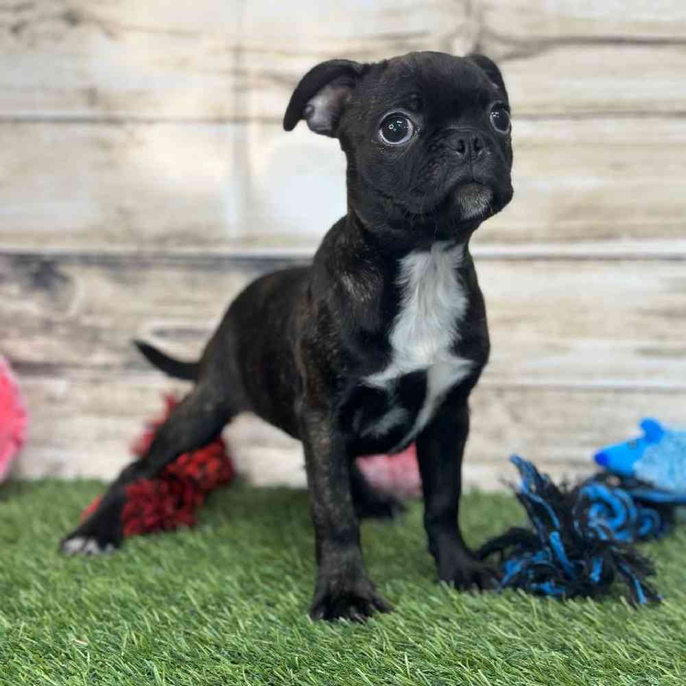 Female Bugg Puppy for Sale in Saugus, MA
