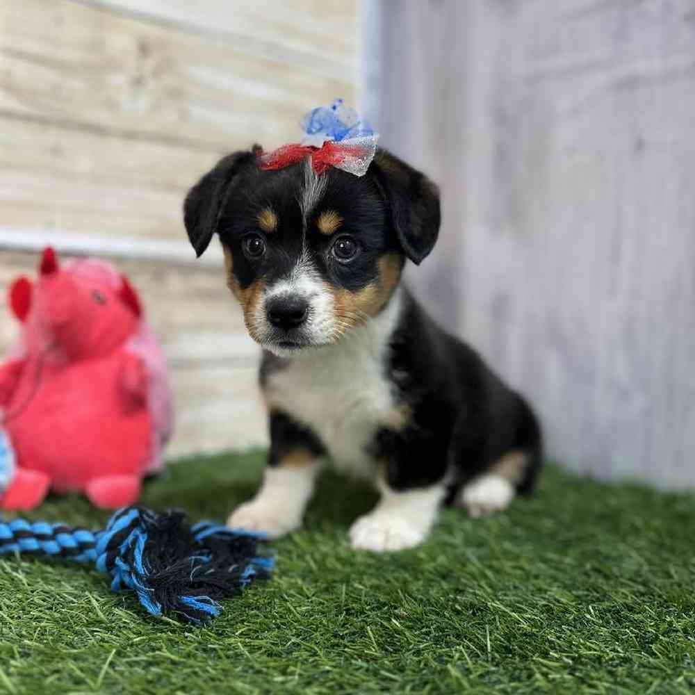 Female Pembroke Welsh Corgi Puppy for Sale in Saugus, MA