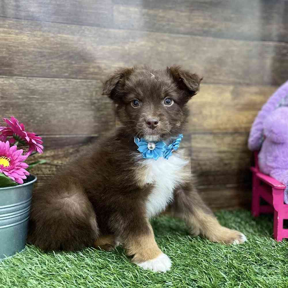 Miniature Australian Shepherd For Sale Pet Express Braintree