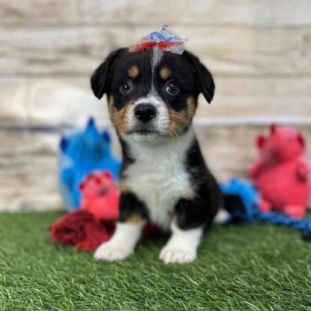 Female Pembroke Welsh Corgi Puppy for Sale in Saugus, MA