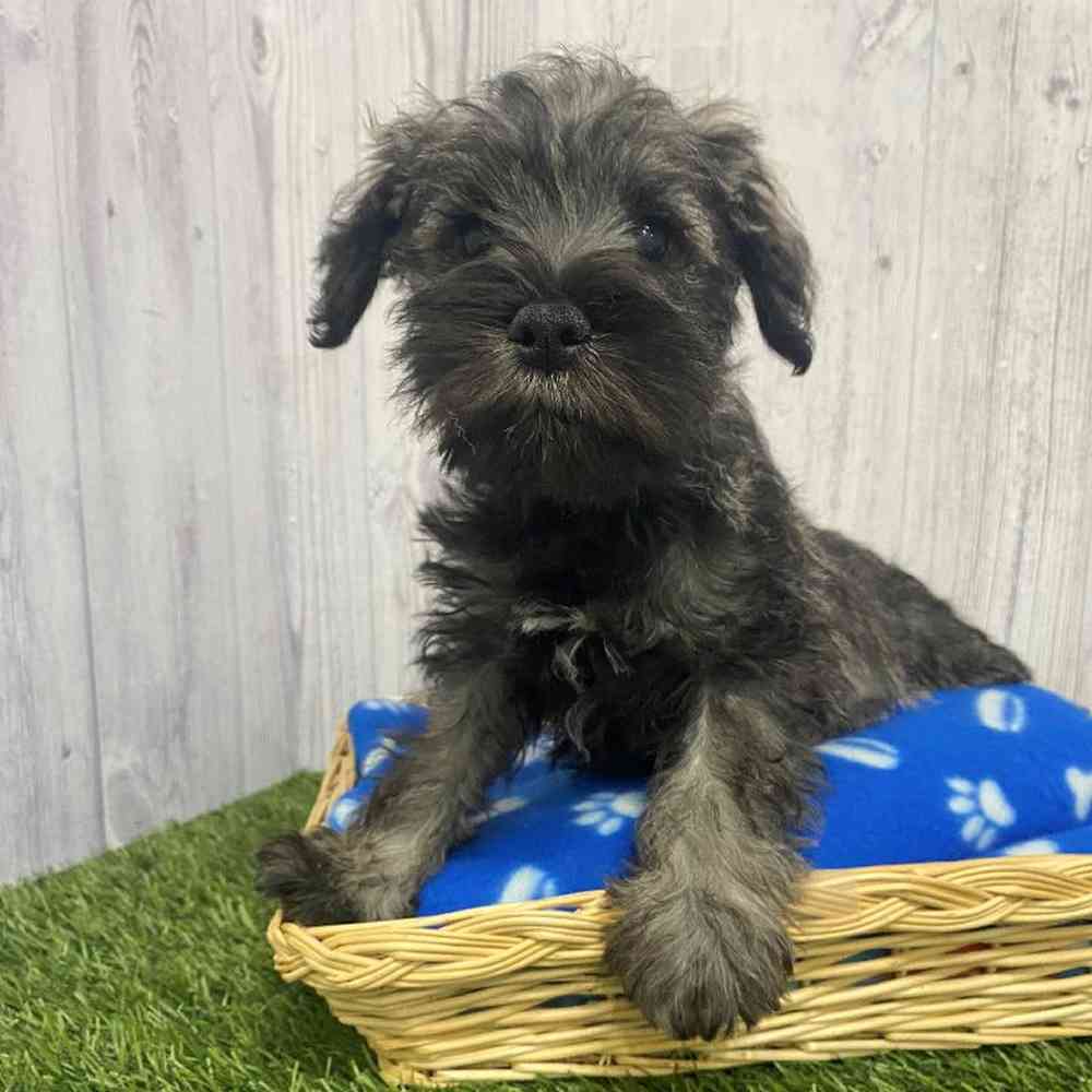 Male Miniature Schnauzer Puppy for Sale in Saugus, MA