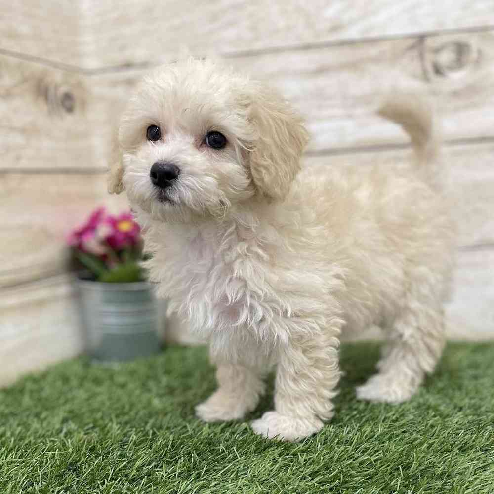 Female Cavachon Puppy for Sale in Braintree, MA