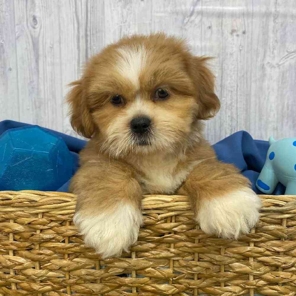 Male Lhasa Apso Puppy for Sale in Saugus, MA