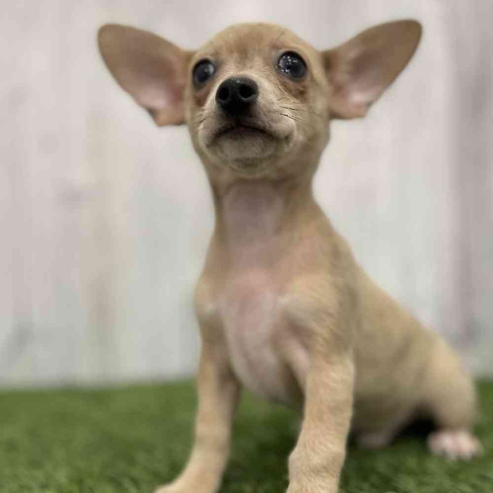 Male Chihuahua Puppy for Sale in Braintree, MA