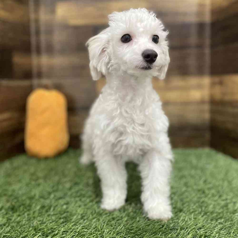 Female Poodle Toy Puppy for Sale in Braintree, MA