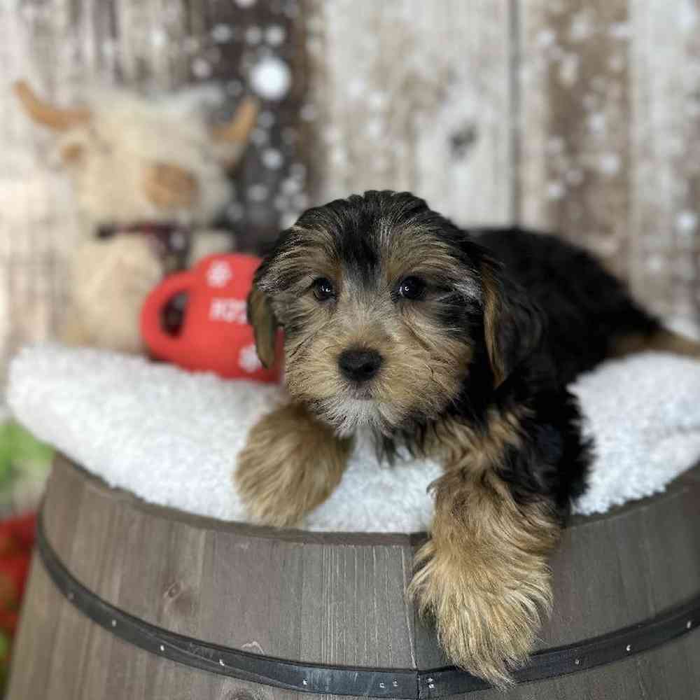 Male Yorkshire Terrier Puppy for Sale in Saugus, MA