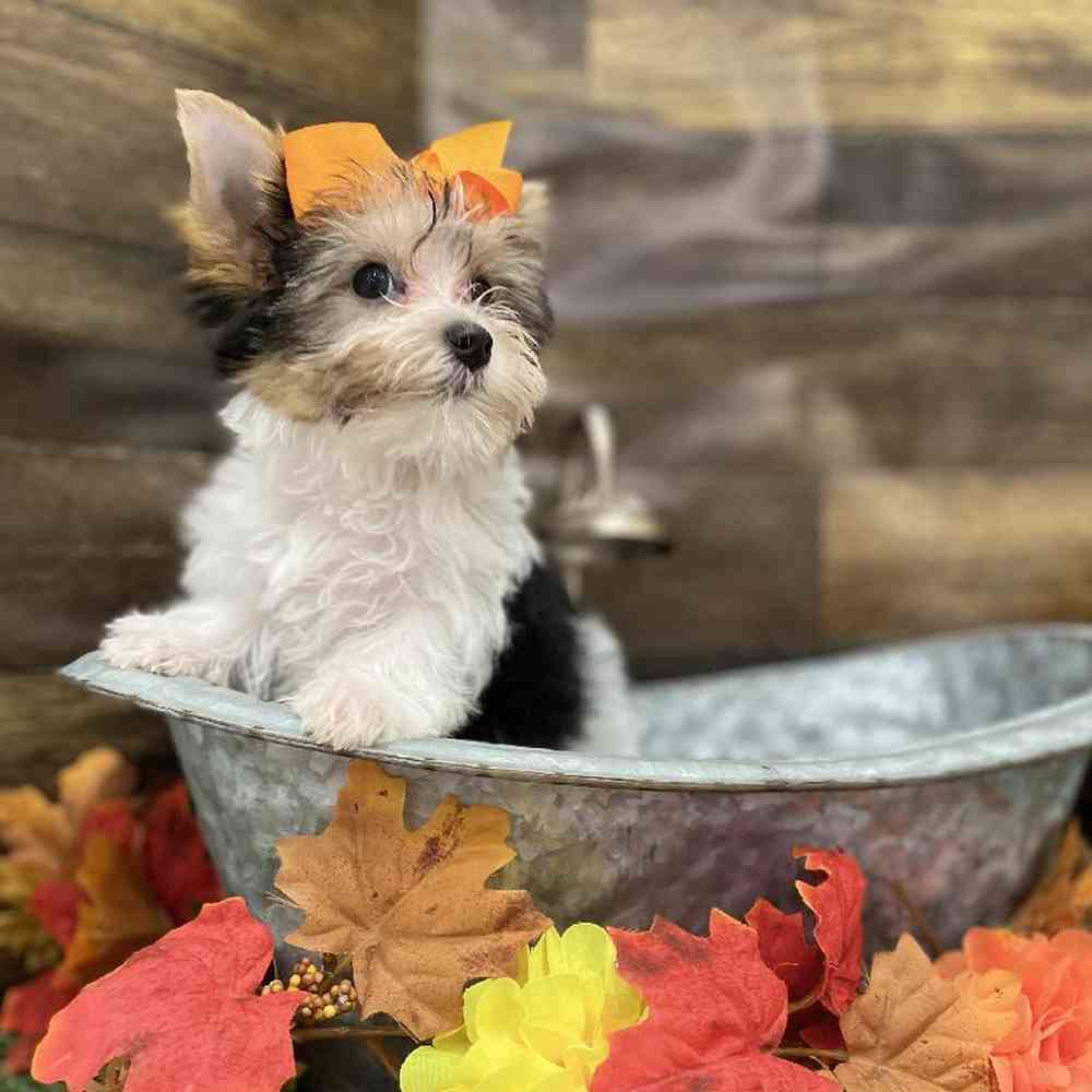 Female Yorkshire Terrier Puppy for Sale in Braintree, MA