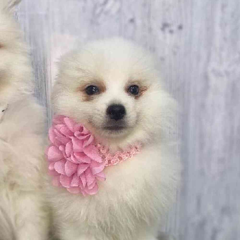 Female American Eskimo Puppy for Sale in Saugus, MA