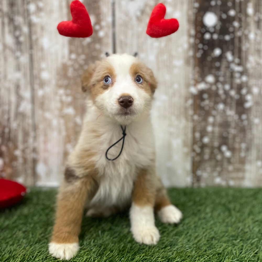 Female Miniature Australian Shepherd Puppy for Sale in Braintree, MA