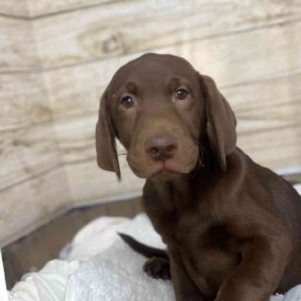 Male Labrador Retriever Puppy for Sale in Saugus, MA
