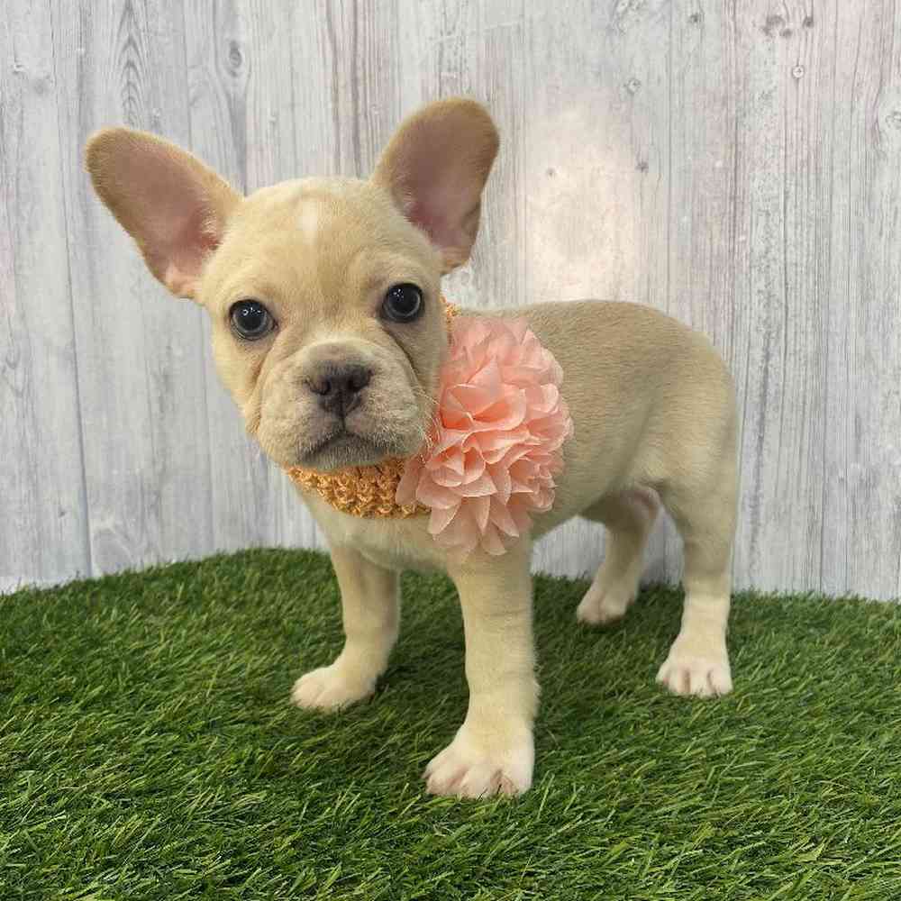 Female French Bulldog Puppy for Sale in Saugus, MA
