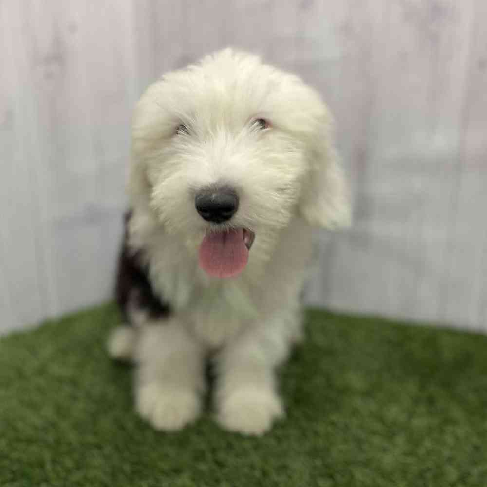 Male Old English Sheepdog Puppy for Sale in Braintree, MA