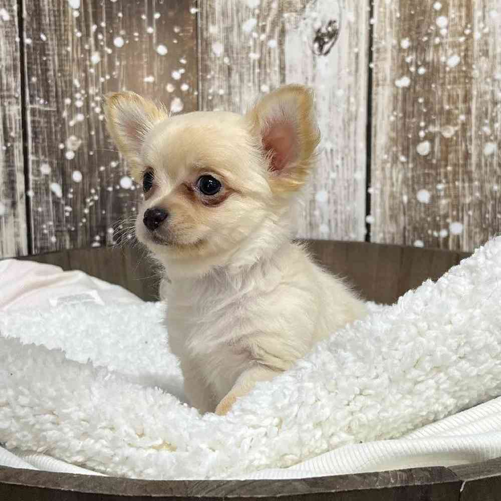 Male Chihuahua Puppy for Sale in Saugus, MA