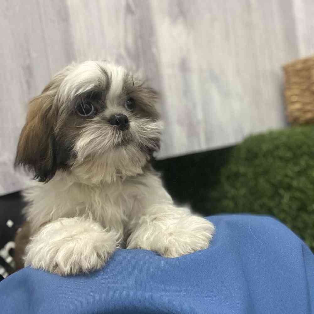 Male Shih Tzu Puppy for Sale in Saugus, MA