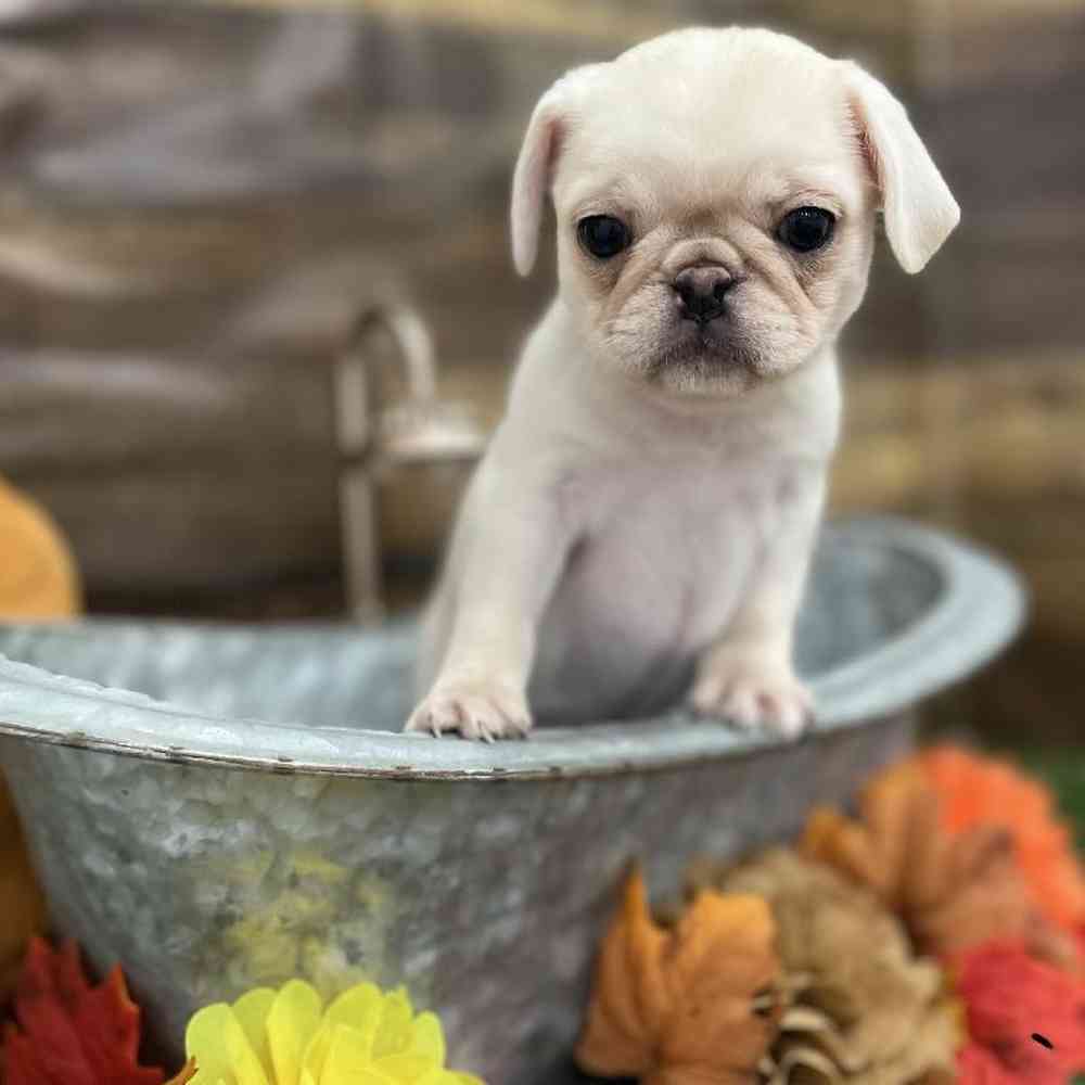 Female Pug Puppy for Sale in Braintree, MA