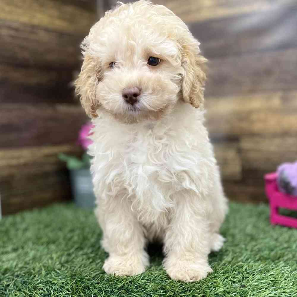 Male Cockapoo 2nd Gen Puppy for Sale in Braintree, MA