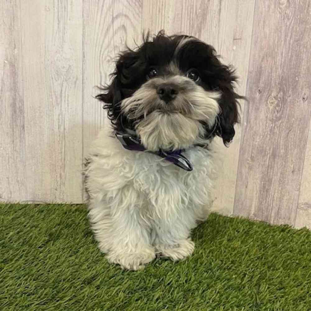 Male Shih-Poo Puppy for Sale in Saugus, MA