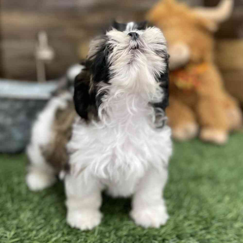 Male Shih Tzu Puppy for Sale in Braintree, MA