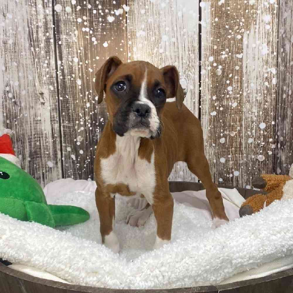 Female Boxer Puppy for Sale in Saugus, MA