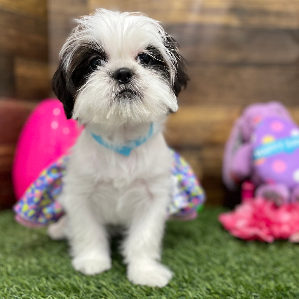 Female Shih Tzu Puppy for Sale in Braintree, MA