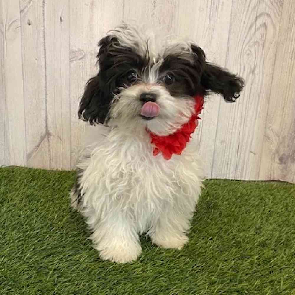 Female Shih-Poo Puppy for Sale in Saugus, MA