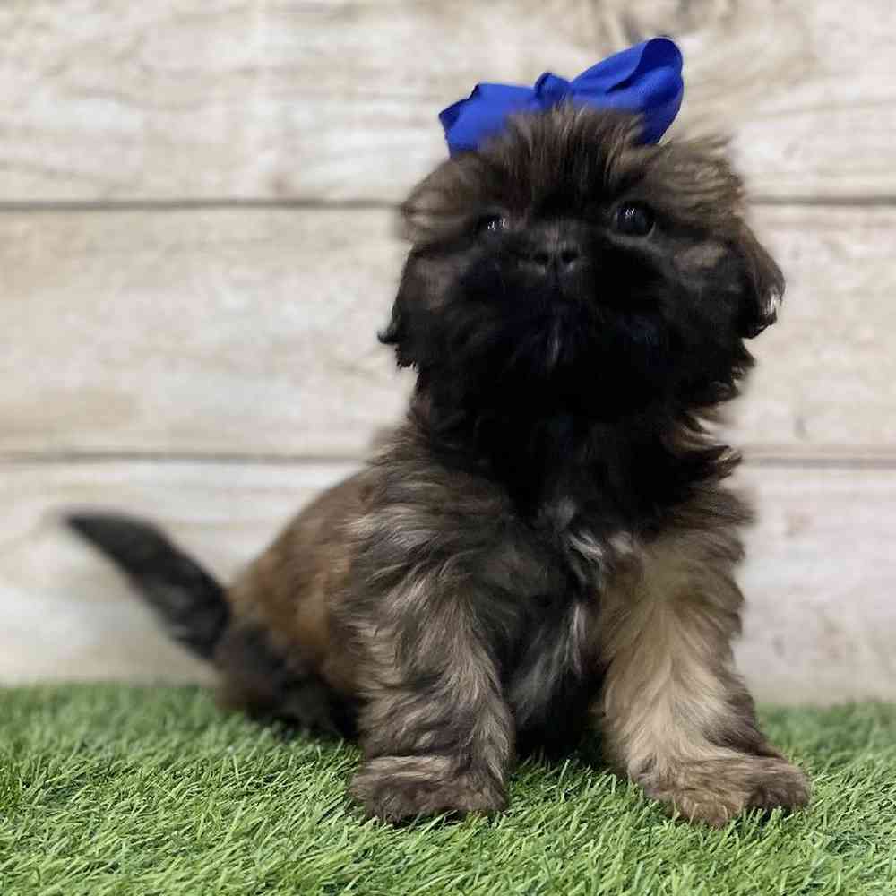 Female Shih Tzu Puppy for Sale in Braintree, MA