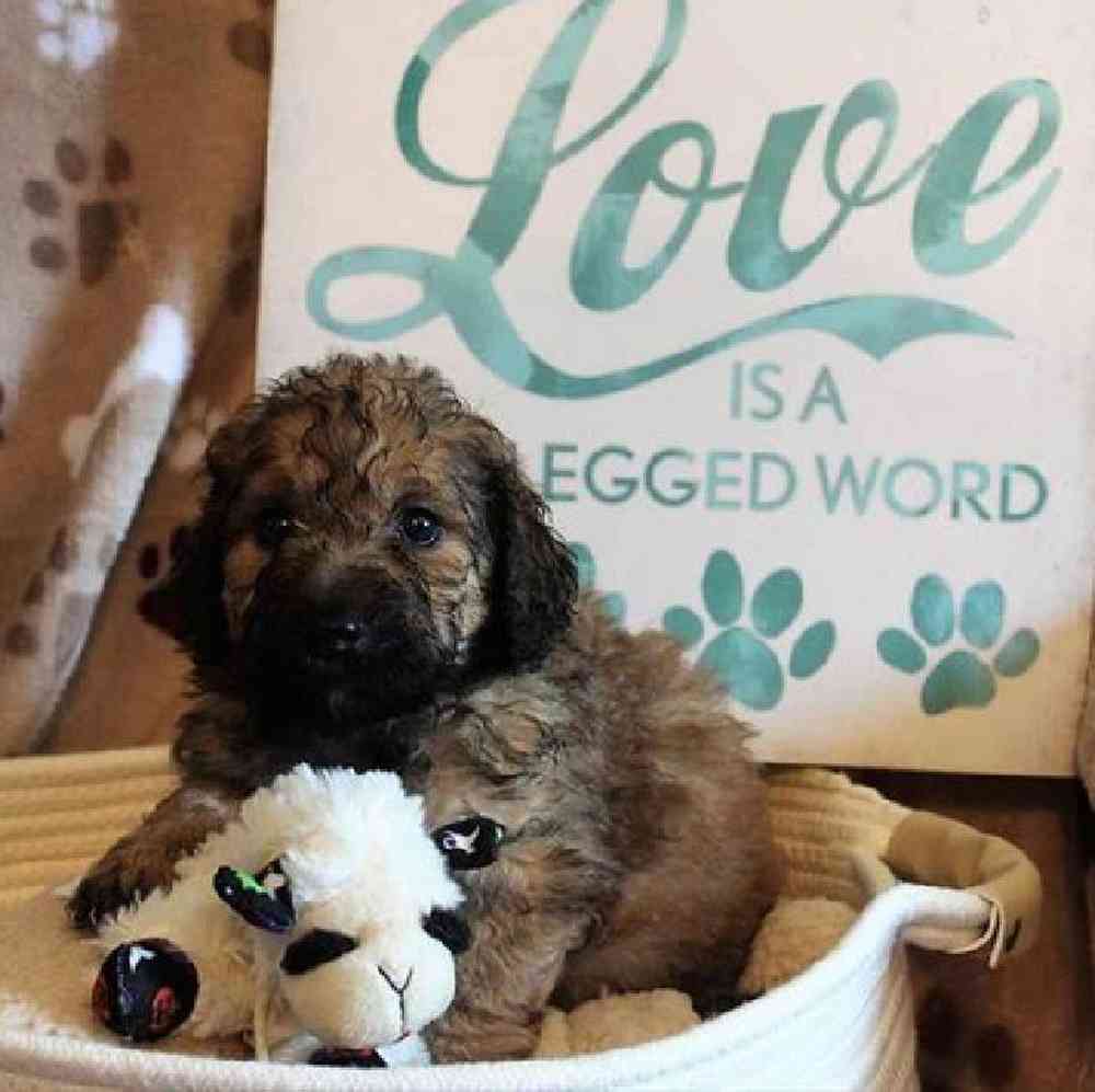 Male Mini Goldendoodle Puppy for sale