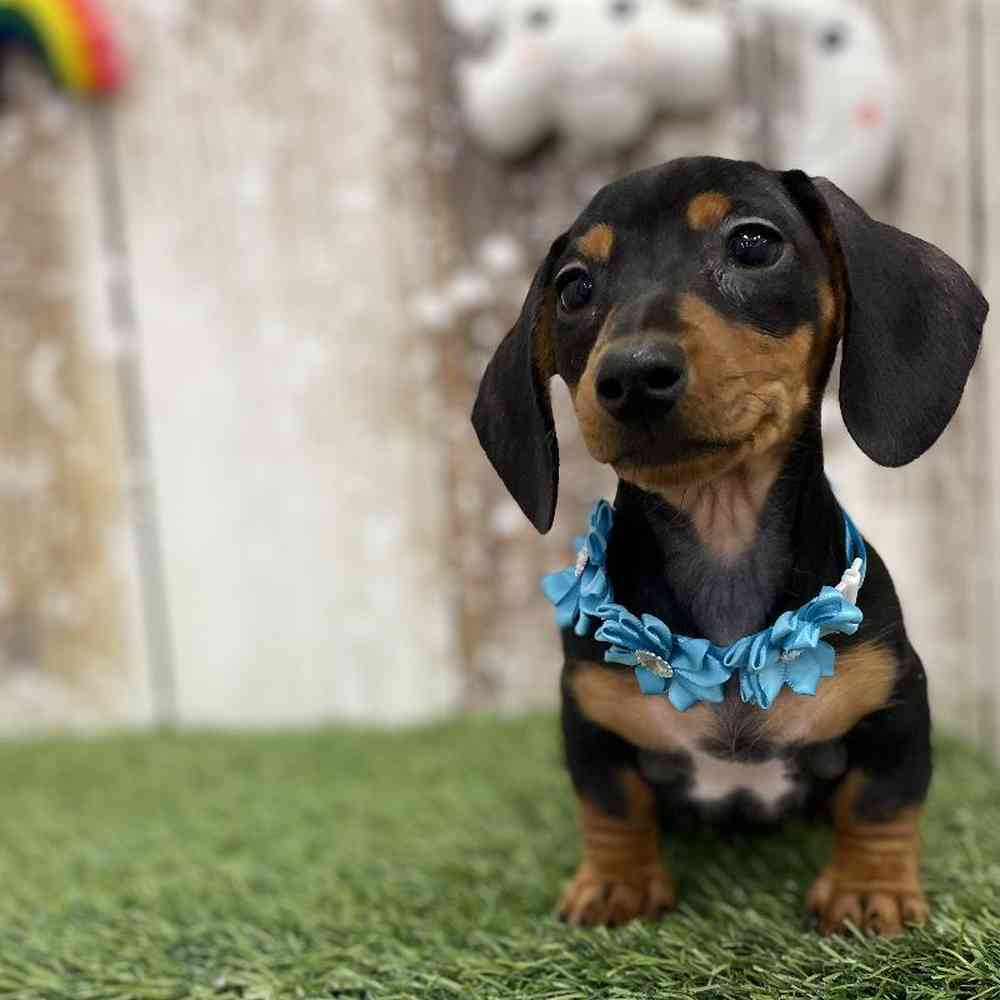 Dachshund For Sale Pet Express Braintree