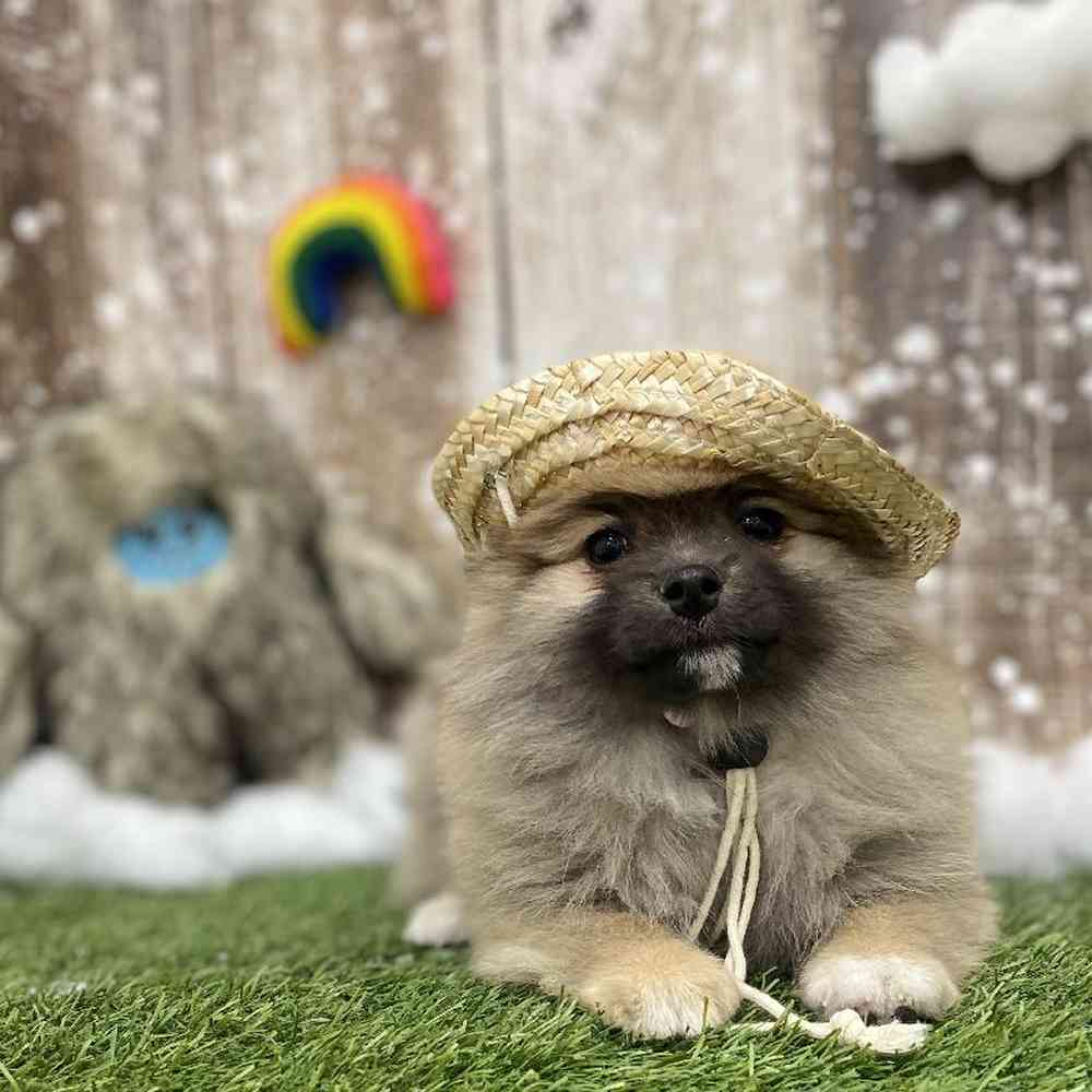 Female Pomeranian Puppy for Sale in Braintree, MA