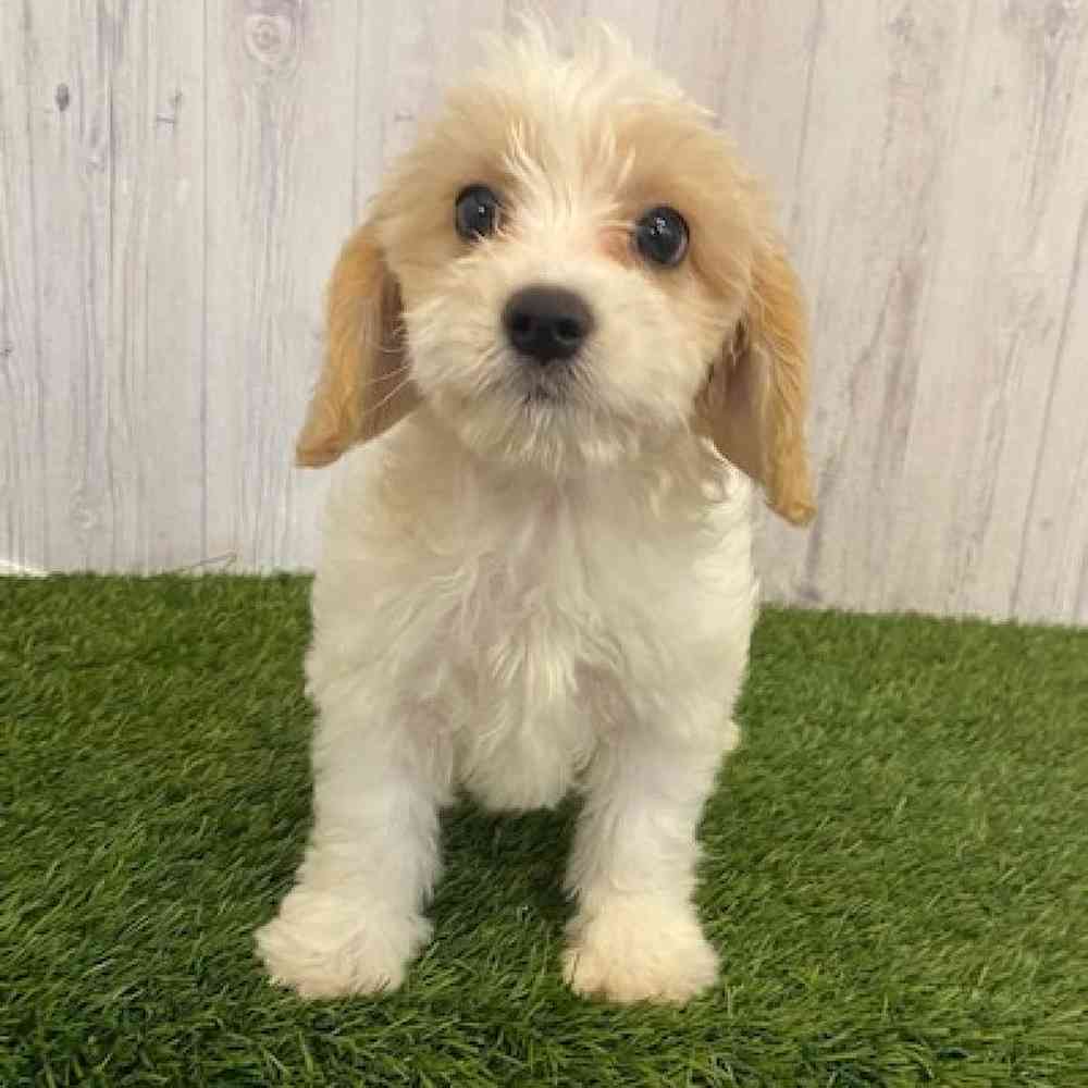 Male Cavachon Puppy for sale