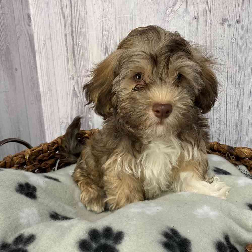 Male Havanese Puppy for Sale in Saugus, MA