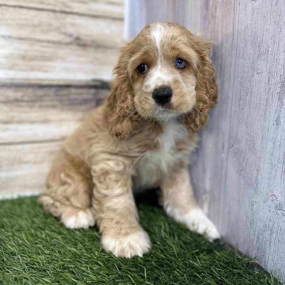Male Cockalier Puppy for Sale in Saugus, MA