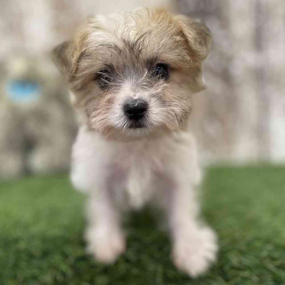 Male Yochon Puppy for Sale in Braintree, MA