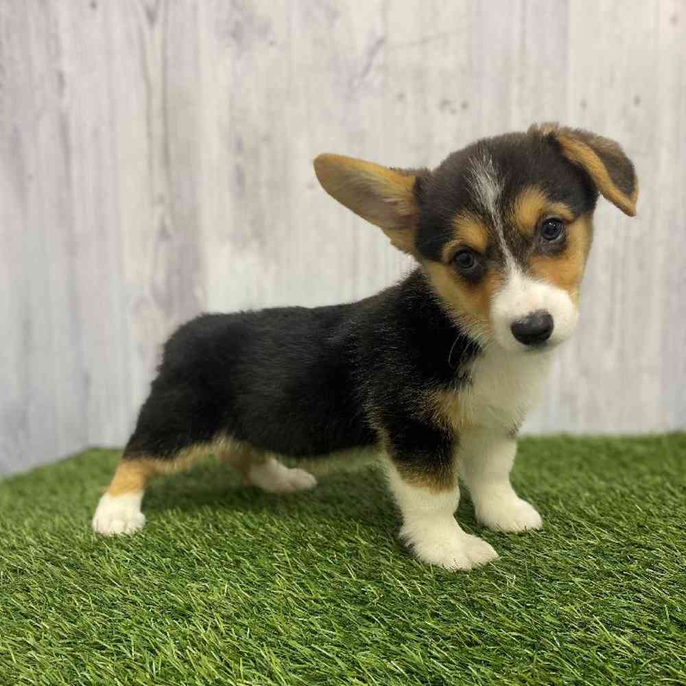 Female Pembroke Welsh Corgi Puppy for Sale in Saugus, MA