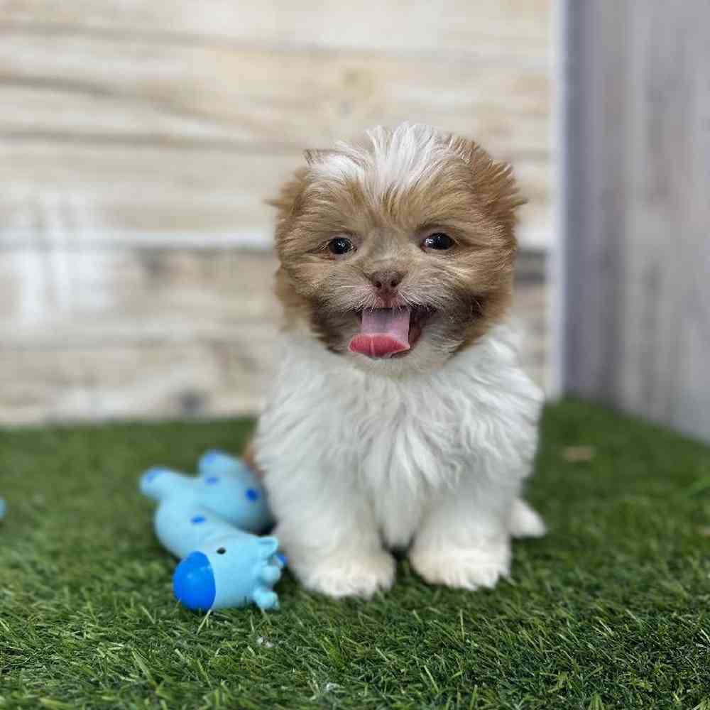 Male Shih Tzu Puppy for Sale in Saugus, MA