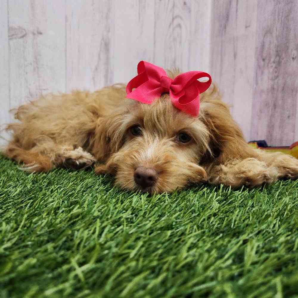 Female Cockapoo Puppy for Sale in Braintree, MA